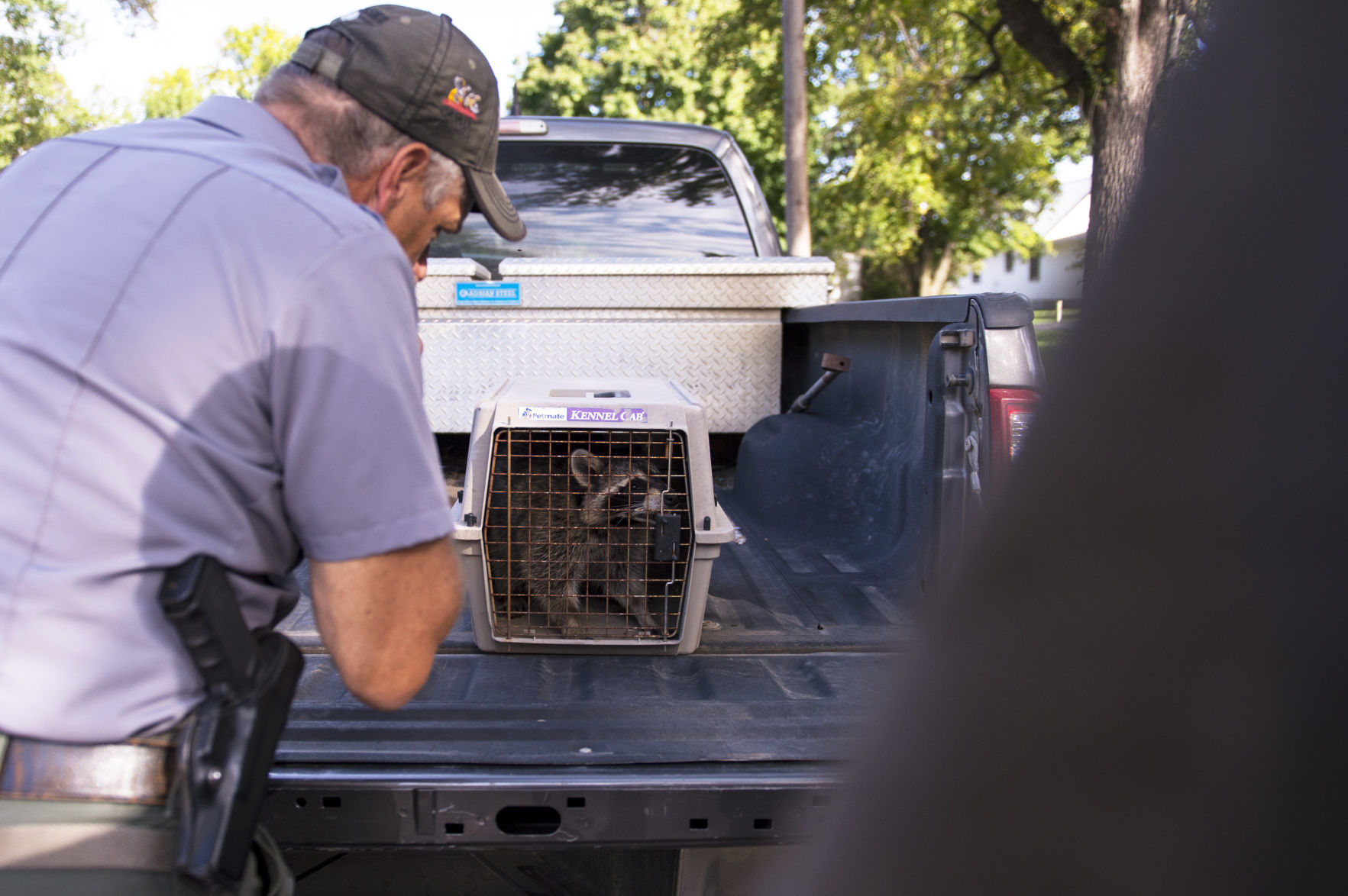 Pet Raccoon, 9/27